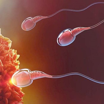  از کجا بفهمم لقاح صورت گرفته است؟ ۵ مرحله لقاح